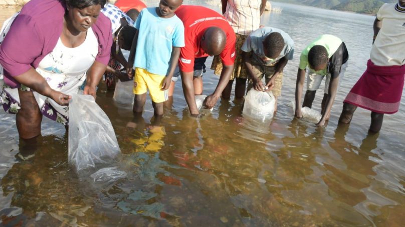 Turkwel Dam restocked with 80,000 fingerlings as Kenya makes blue economy a hymn of economic rebound