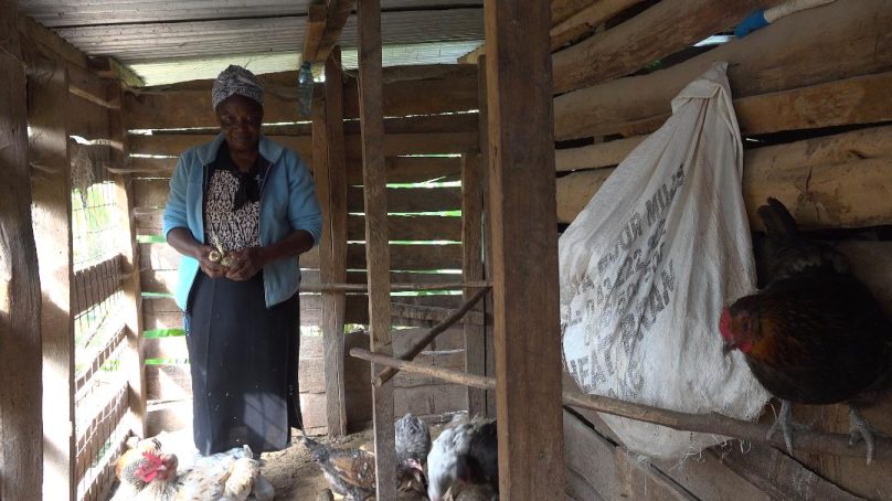 How three chickens inheritance from mother in-law blossomed into thriving poultry farm for Kiambu woman