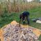 Indigenous maize variety excites farmers in Homa Bay, they call for wider adoption due to disease resistance