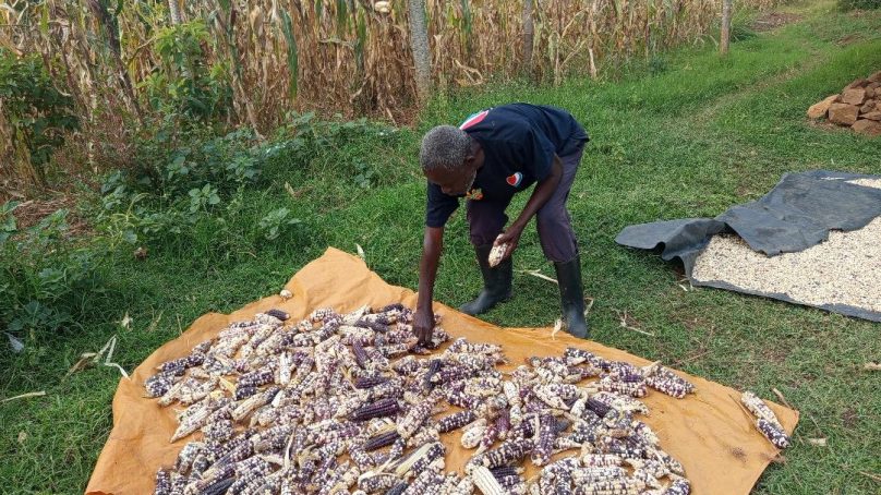 Indigenous maize variety excites farmers in Homa Bay, they call for wider adoption due to disease resistance