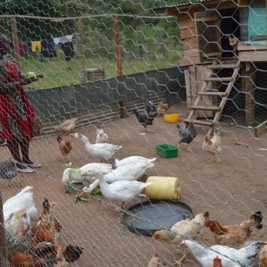 Faith and economy: Kenyan pastor goes beyond spiritual healing and trains flock in economic self-reliance