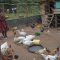 Faith and economy: Kenyan pastor goes beyond spiritual healing and trains flock in economic self-reliance