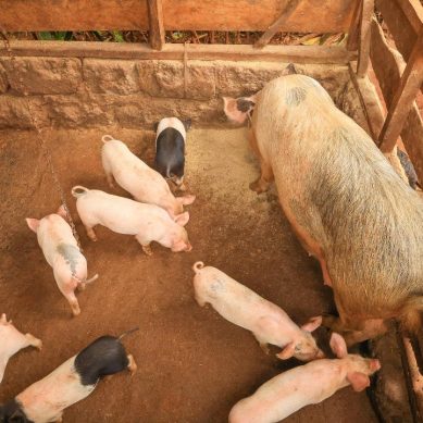Pig farming transforms livestock industry in Kiambu as youth venture into pork business