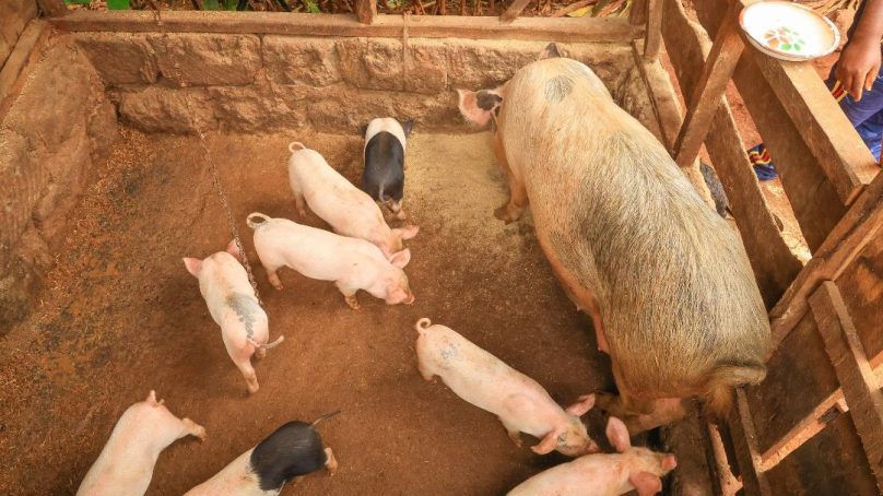 Pig farming transforms livestock industry in Kiambu as youth venture into pork business