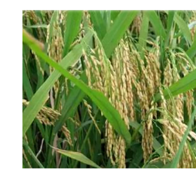 KARLO invests in rice ratoon technology to push up Kenya’s output from current 183,000 tonnes per year
