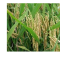 KARLO invests in rice ratoon technology to push up Kenya’s output from current 183,000 tonnes per year