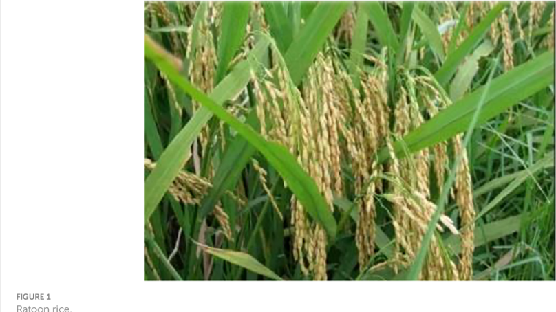 KARLO invests in rice ratoon technology to push up Kenya’s output from current 183,000 tonnes per year