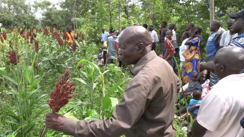 Commercial sorghum and millet farming set for Siaya as farmers embrace indigenous crops