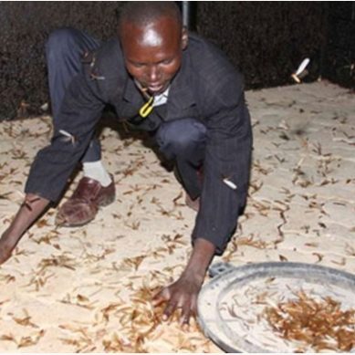 Tsiswa weather forest: Indigenous climate  knowledge used in western Kenya said to provide accurate predictions than modern meteorology