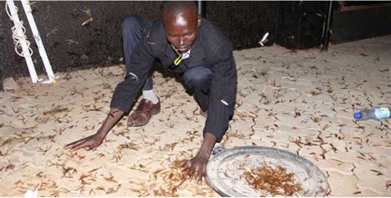 Tsiswa weather forest: Indigenous climate knowledge used in western Kenya said to provide accurate predictions than modern meteorology