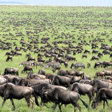 Wildebeest phenomenon: Kenya’s world-famous Maasai Mara National Park recognised for wildlife migration by World Book of Records