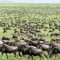 Wildebeest phenomenon: Kenya’s world-famous Maasai Mara National Park recognised for wildlife migration by World Book of Records