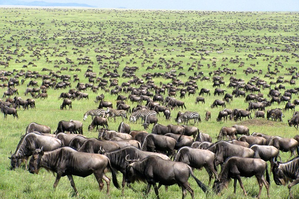 Wildebeest phenomenon: Kenya’s world-famous Maasai Mara National Park recognised for wildlife migration by World Book of Records
