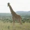 Scientists place African giraffes into four major genetic ‘tribes’ that face unique survival threats