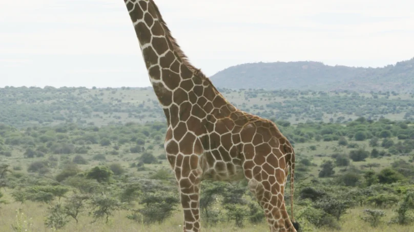 Scientists place African giraffes into four major genetic ‘tribes’ that face unique survival threats