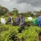 Brand Kenya: Rebounding tea industry plans exports to international market direct from factories