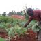 Muranga’a County sets pace for Africa as pioneer in sustainable farming after adopting agro-ecology policy and law