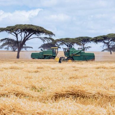 While Narok County has answers to Kenya’s perennial wheat deficits corrupt state officials would rather imports  