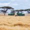 While Narok County has answers to Kenya’s perennial wheat deficits corrupt state officials would rather imports  