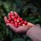 Nandi County in Kenya’s sprawling Rift Valley region is investing massively in coffee farming