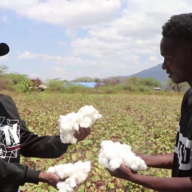 Kenya: How incentives power interest in cotton farming in Taita Taveta as youth jostle for a piece of the pie