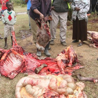 Media Council launches animal welfare project as AU raises red flag over expanding donkey meat market in Africa  