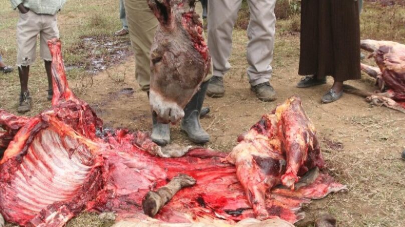 Media Council launches animal welfare project as AU raises red flag over expanding donkey meat market in Africa  