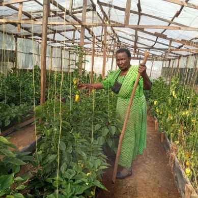 Swapping hospital corridors for rows of capsicum: Why retirement isn’t a curse for 81 year-old Vihiga nurse