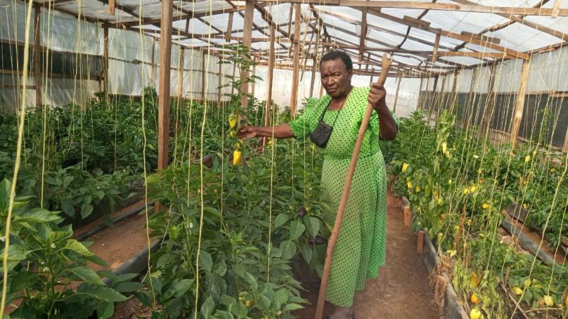 Swapping hospital corridors for rows of capsicum: Why retirement isn’t a curse for 81 year-old Vihiga nurse