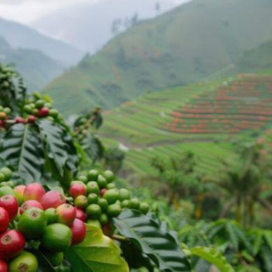 Kenya races against time to meet rigid EU deforestation-free deadline for coffee exports