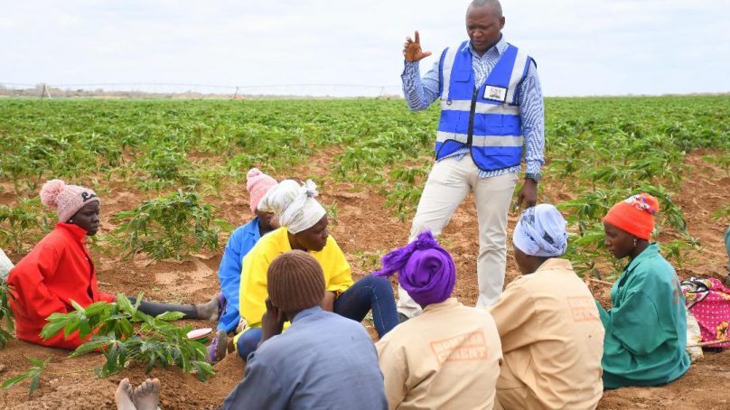 Kenya unveils plans to put 20,000 acres under crop to ramp up food production in arid and semi-arid regions