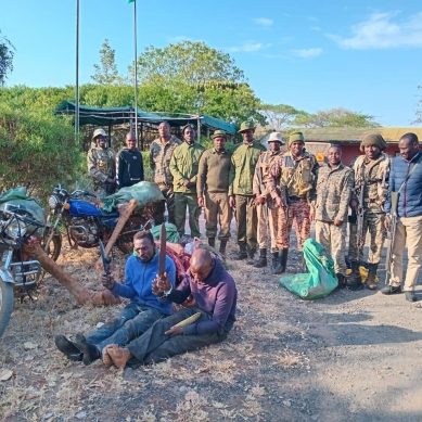 Two men arrested with adult male giraffe meat as Kenya’s game parks report rise in poaching