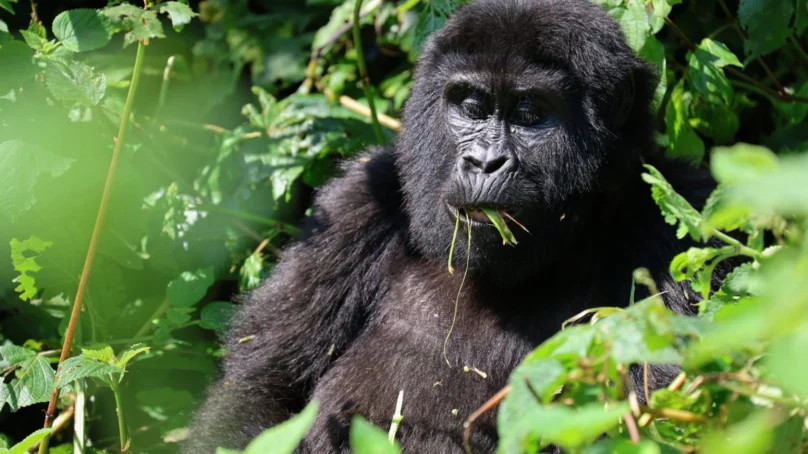 How vibrant tourist economy boosts conservation of endangered mountain gorillas in Uganda