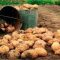 Why enterprising farmers in Tinderet in Kenya’s Rift Valley are dumping maize for Irish potatoes