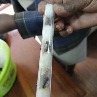 Ants in test tubes: While wildlife trafficking in is not new in Kenya, it is pivoting from iconic animals to lesser-known species