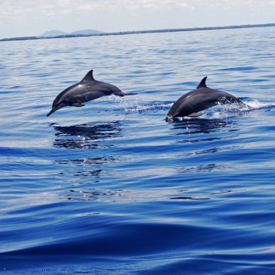 Kenya prioritises exploitation of vast marine resources as next frontier for accelerated economic growth