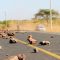 Herders in Meru and Isiolo in central Kenya accuse police of complicity in cattle rustling