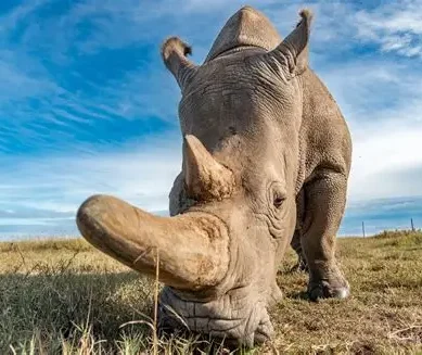 Kenya’s rhino numbers rise but poaching threats remain due to staggering demand for horns