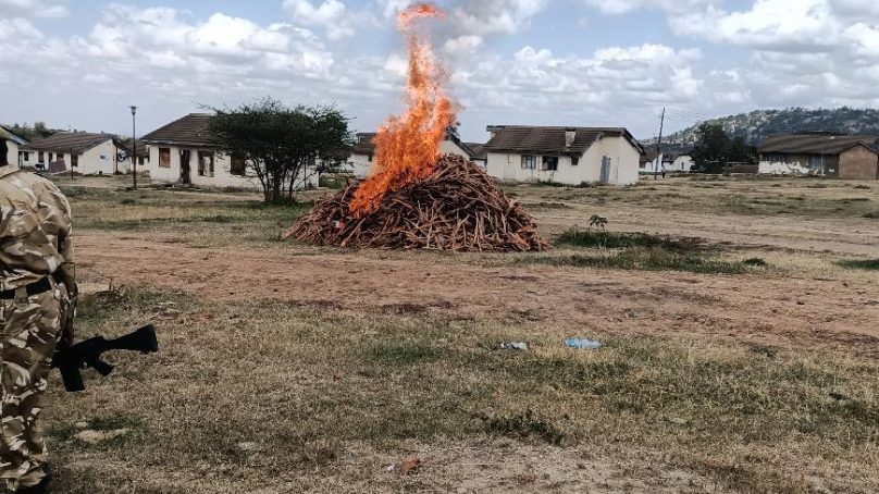Maralal court orders burning of eight tonnes of sandalwood worth $60,278