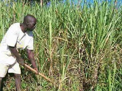 As sugarcane farmers in western Kenya dump the ‘poor man’s crop’, counterparts in Rift Valley are embracing the ‘lazy man’s crop’