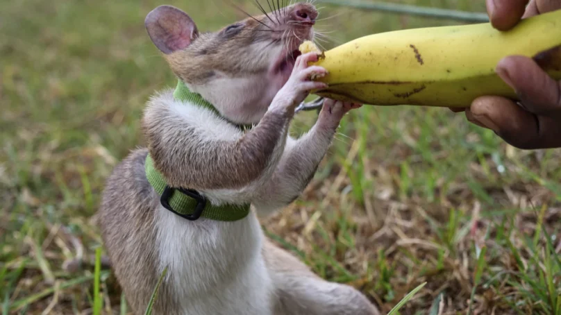 Tanzanian ‘hero rats’ storm medical science with spot-on TB diagnosis, explosive detection