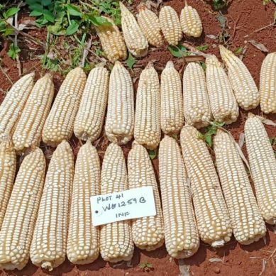 Study reveals delayed adoption of advanced crops varieties cost Kenya $158 million