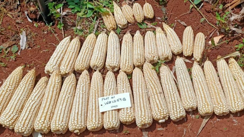 Study reveals delayed adoption of advanced crops varieties cost Kenya $158 million