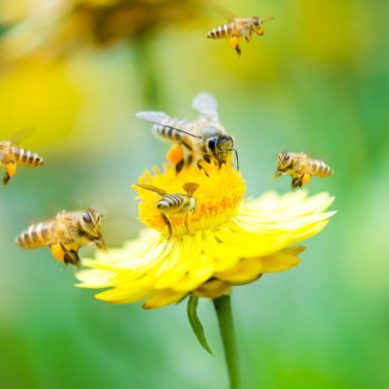 Scientists link catastrophic decline of honey to pesticide politics that’s driving bees to extinction