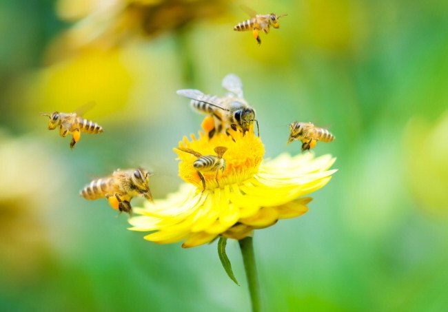 Scientists link catastrophic decline of honey to pesticide politics that’s driving bees to extinction