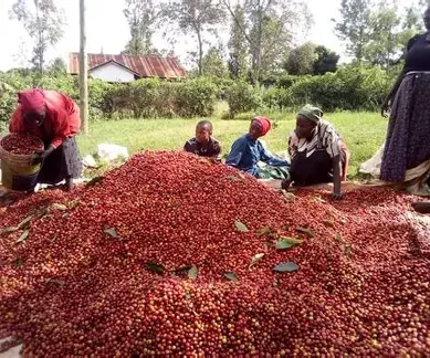 Agriculture and Food Authority report shows 10 counties dominate coffee production in Kenya