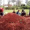 Agriculture and Food Authority report shows 10 counties dominate coffee production in Kenya