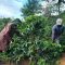 Report says coffee traded in 2024-25 season at Nairobi Coffee Exchange earned Kenya Ksh36 billion