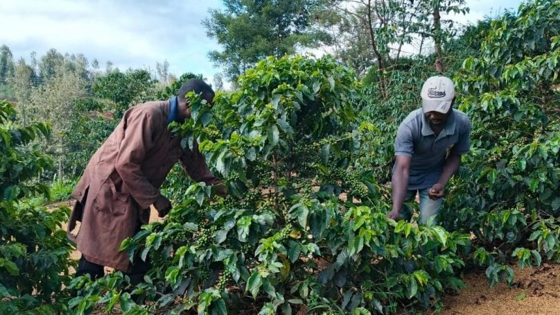 Report says coffee traded in 2024-25 season at Nairobi Coffee Exchange earned Kenya Ksh36 billion
