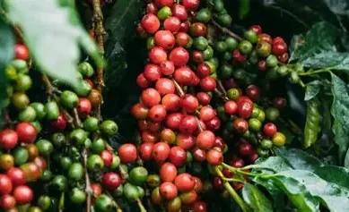 Steep rise in smuggling threatens Kenya’s coffee renaissance and commodity once touted as ‘block gold ‘